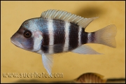 Cyphotilapia gibberosa Samazi Blue