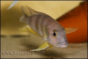 Limnochromis staneri