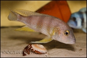 Limnochromis staneri