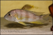 Limnochromis staneri