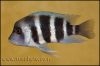 Cyphotilapia gibberosa Samazi Blue