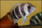 Cyphotilapia gibberosa Samazi Blue