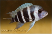 Cyphotilapia gibberosa Samazi Blue