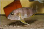 Limnochromis staneri