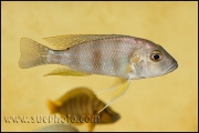 Limnochromis staneri