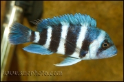 Cyphotilapia gibberosa Kekwele