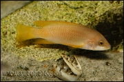 Neolamprologus mustax Mbita Island