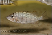 "Gnathochromis" pfefferi