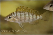 "Gnathochromis" pfefferi