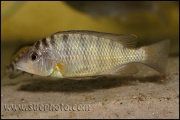 "Gnathochromis" pfefferi