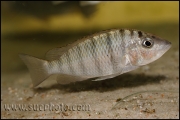 "Gnathochromis" pfefferi