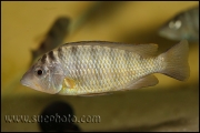 "Gnathochromis" pfefferi