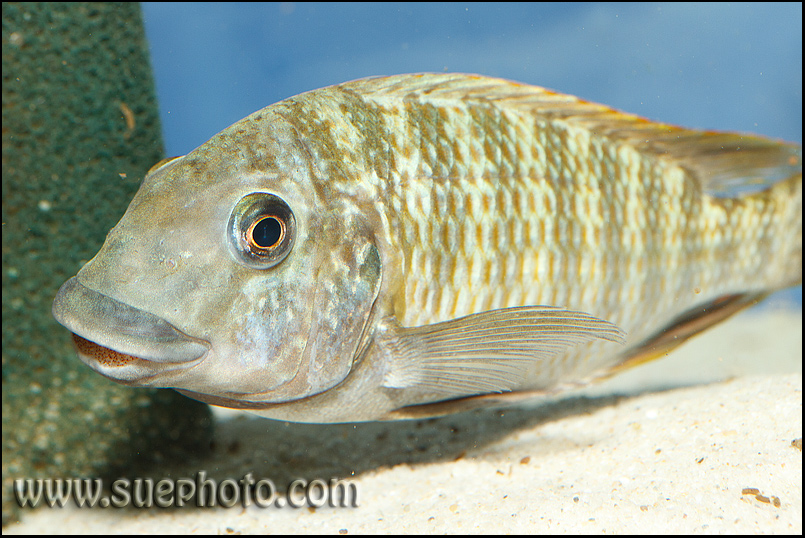 Petrochromis macrognathus Yellow Cameron Bay