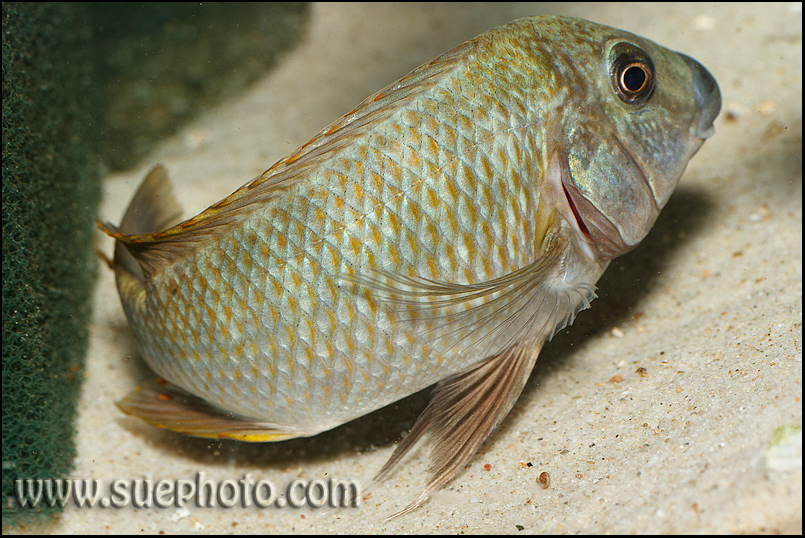 Petrochromis macrognathus Yellow Cameron Bay