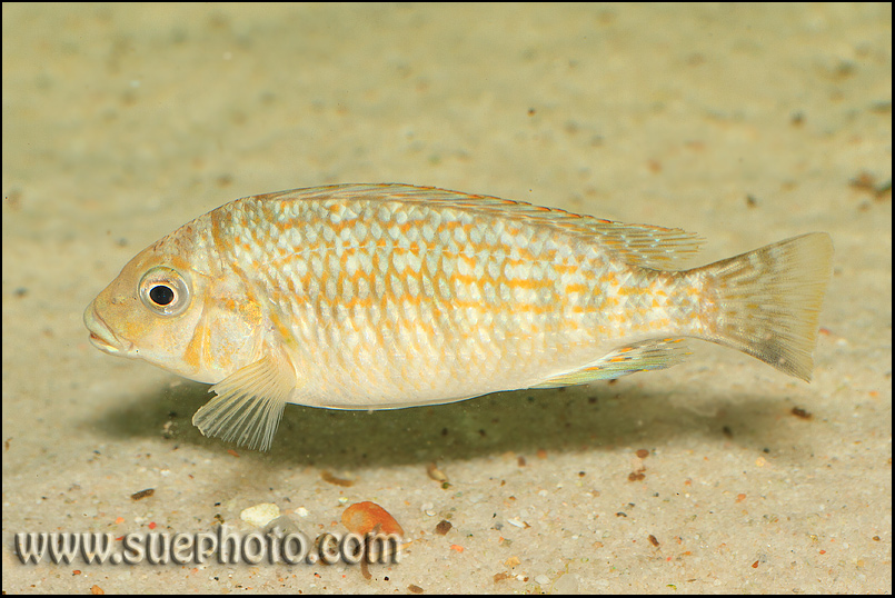 Petrochromis sp. "Tricolor Gold" Chimba