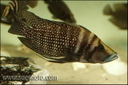 Altolamprologus calvus Black Pectoral