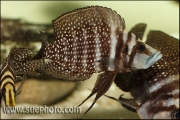 Altolamprologus calvus Black Pectoral