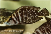 Altolamprologus calvus Black Pectoral