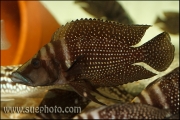 Altolamprologus calvus Black Pectoral