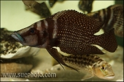 Altolamprologus calvus Black Pectoral