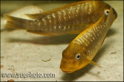 Petrochromis sp. Moshi