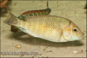 Petrochromis sp. "Tricolor Gold" Chimba