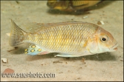 Petrochromis sp. "Tricolor Gold" Chimba