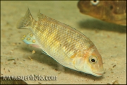 Petrochromis sp. "Tricolor Gold" Chimba