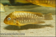 Petrochromis sp. Moshi