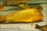 Petrochromis sp. Moshi