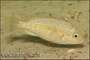 Petrochromis sp. "Tricolor Gold" Chimba