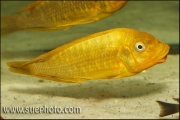 Petrochromis sp. Moshi