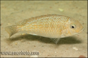 Petrochromis sp. "Tricolor Gold" Chimba