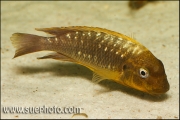 Petrochromis sp. Moshi