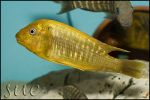 Petrochromis sp. Moshi Mabilibili