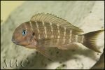 Tropheus polli Kekese