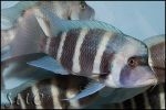 Cyphotilapia gibberosa Chaitika "Blue Zambia"