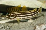 Julidochromis regani Chimba