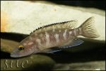 Neolamprologus buescheri Gombe