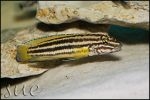 Julidochromis regani Kachese