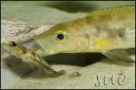 Lepidiolamprologus attenuatus Yellow