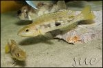 Lepidiolamprologus attenuatus Yellow