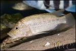 Ctenochromis horei