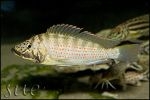 Ctenochromis horei