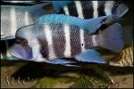 Cyphotilapia gibberosa Chaitika "Blue Zambia"