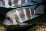 Cyphotilapia gibberosa Chaitika "Blue Zambia"