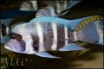 Cyphotilapia gibberosa Chaitika "Blue Zambia"