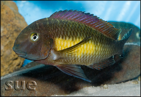 Tropheus sp. Kasanga