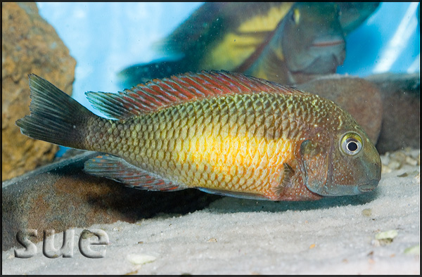 Tropheus sp. Kasanga