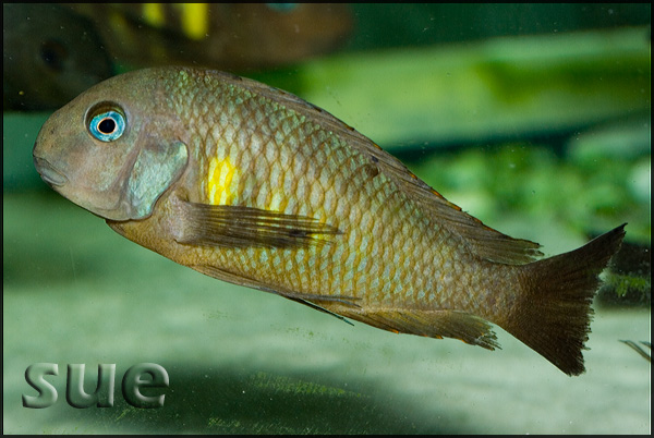 Tropheus sp. Kipili